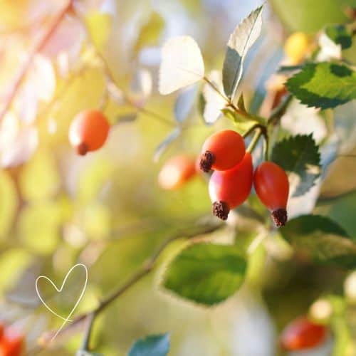 Vegane Winter-Booster für starke Kinder & entspannte Mamas: Gesunde Tipps, leckere Rezepte und Immunsystem-Power für die ganze Familie.