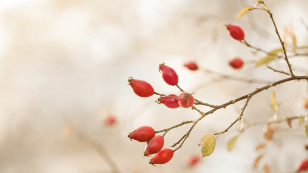 Pflanzliche Ernährung für ein starkes Immunsystem mit nährstoffreichen Lebensmitteln, Vitaminen und Mineralstoffen als Inspiration für eine ausgewogene Ernährung.