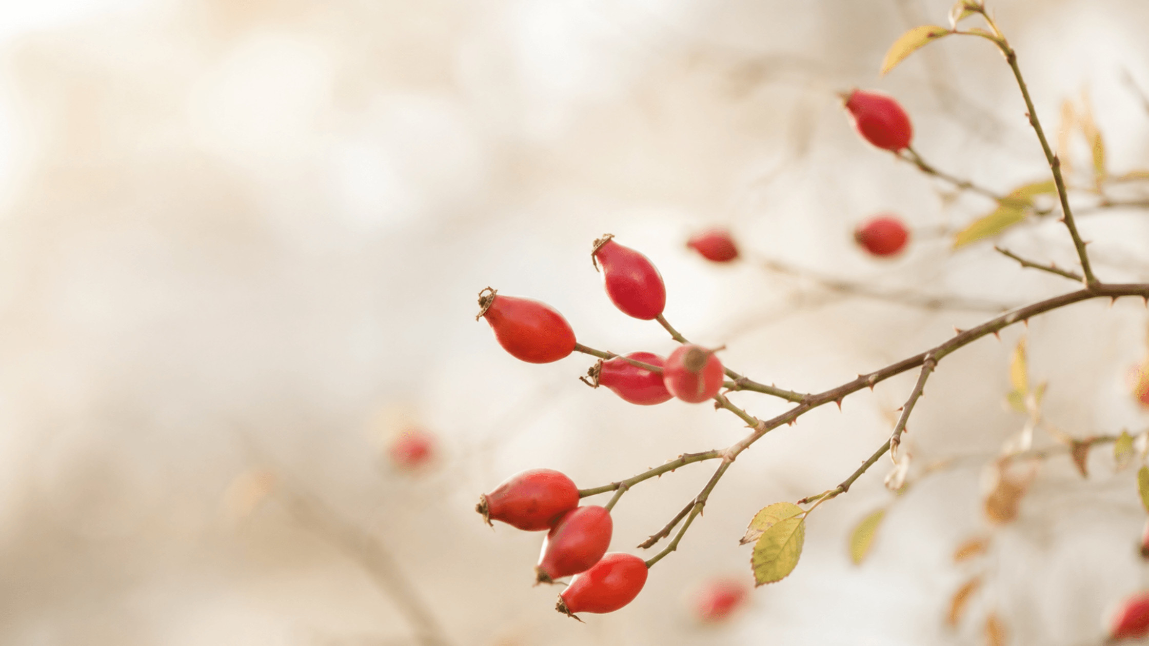 Pflanzliche Ernährung für ein starkes Immunsystem mit nährstoffreichen Lebensmitteln, Vitaminen und Mineralstoffen als Inspiration für eine ausgewogene Ernährung.